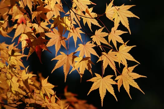 Maple in autumn