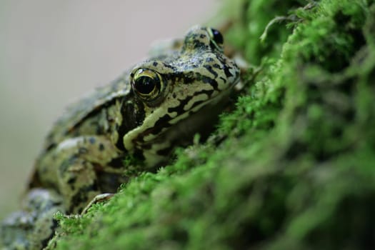 Frog
