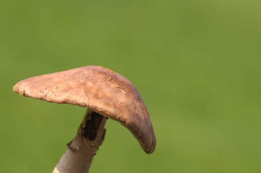 brown mushroom