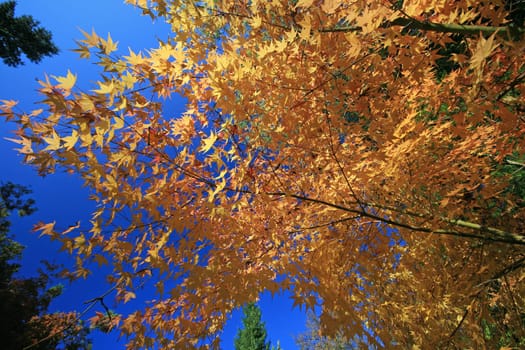 Maple in autumn
