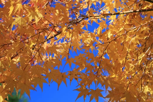 Maple in autumn