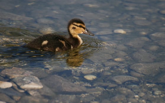 Baby Duck
