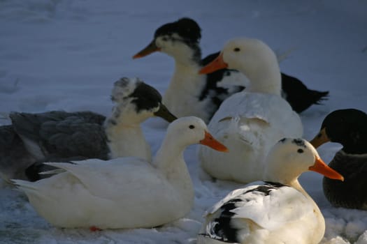 Ducks in the snow