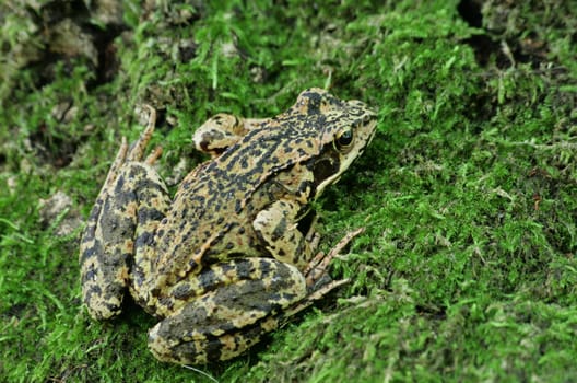 Frog