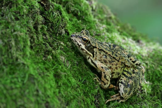 Frog