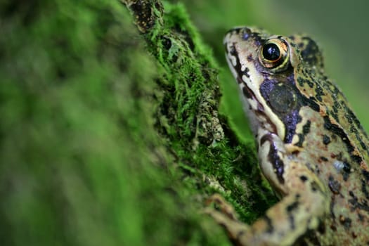 Frog