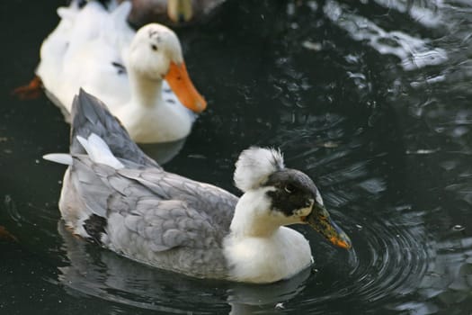 Duck