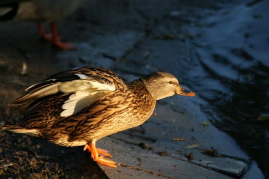 Duck