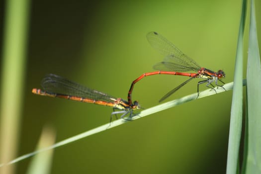 Dragonfly