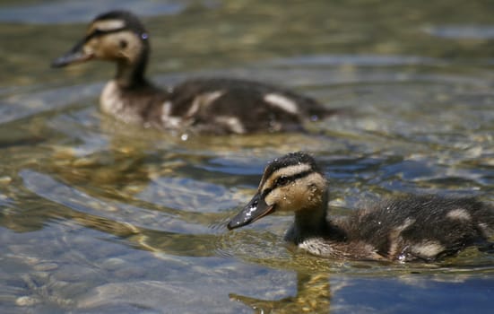 Baby Duck
