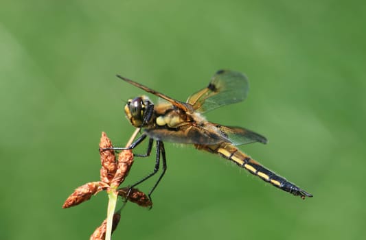 Dragonfly