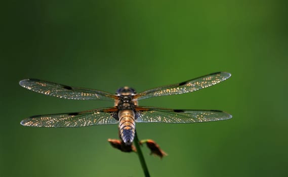 Dragonfly