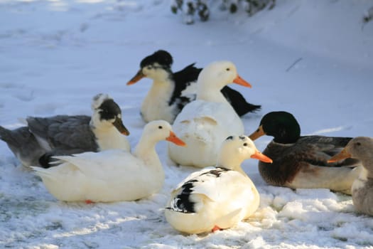 Ducks in the snow