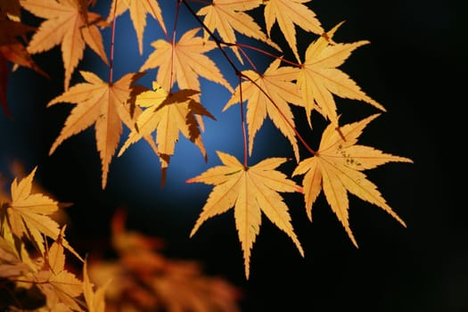 Maple in autumn