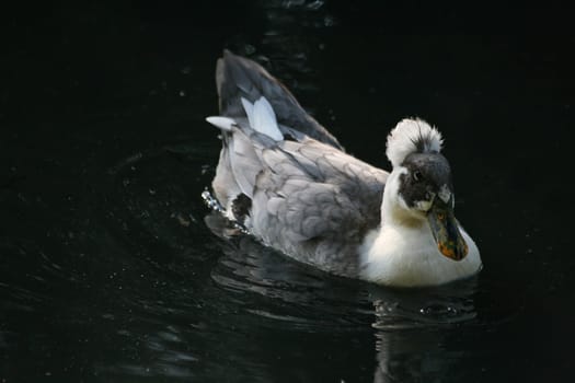 Duck