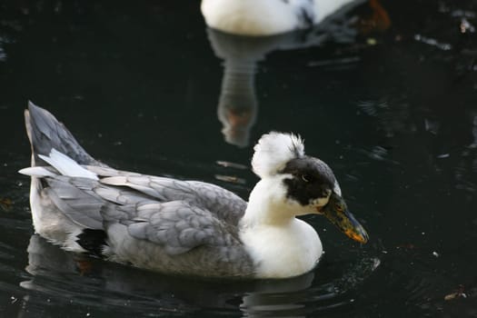 Duck