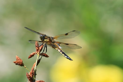 Dragonfly