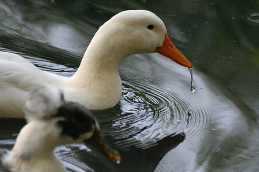 Duck
