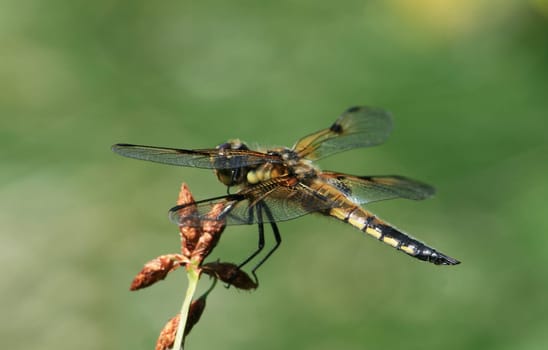 Dragonfly