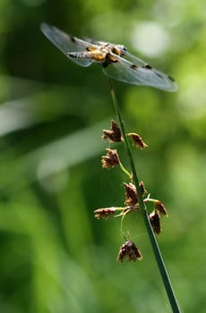 Dragonfly