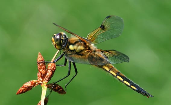 Dragonfly