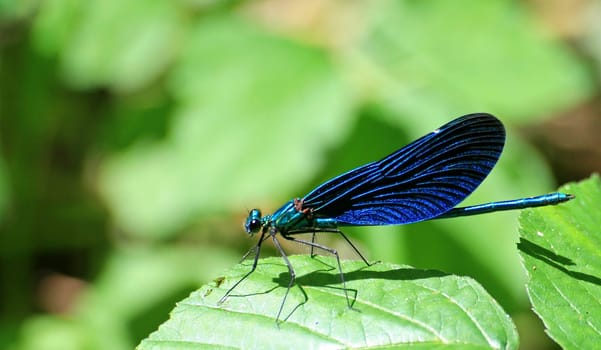 Emerald dragonfly