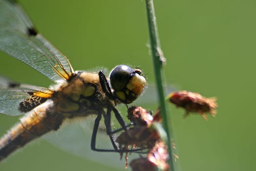 Dragonfly