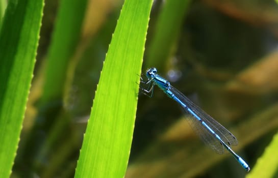 Dragonfly