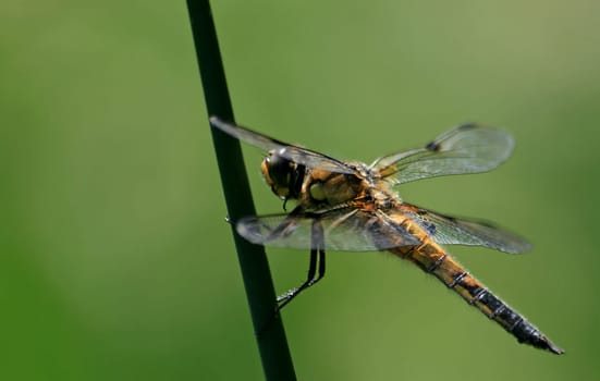 Dragonfly