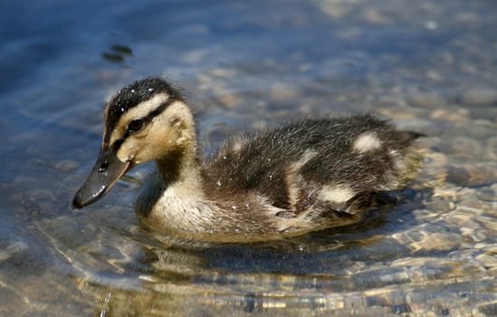 Baby Duck