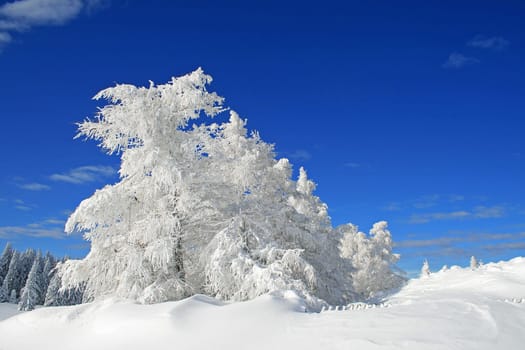 Winter in the Alps