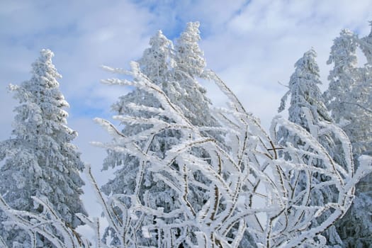 Winter in the Alps