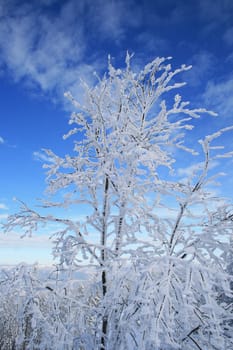 Winter in the Alps