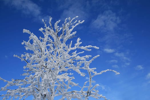 Winter in the Alps