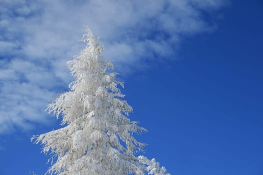Winter in the Alps