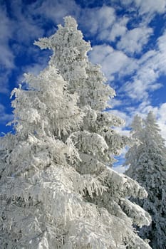 Winter in the Alps