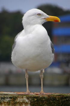 Seagull