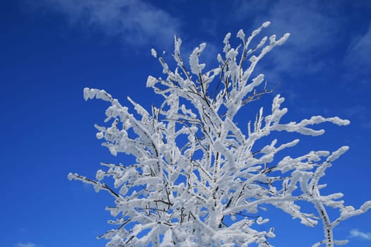 Winter in the Alps