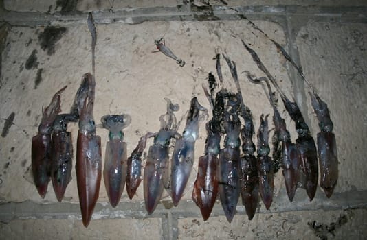Squid