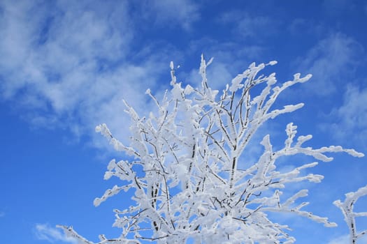 Winter in the Alps