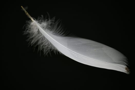 Swan Feather