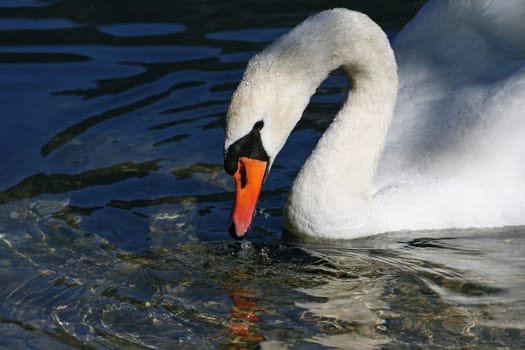 Swan