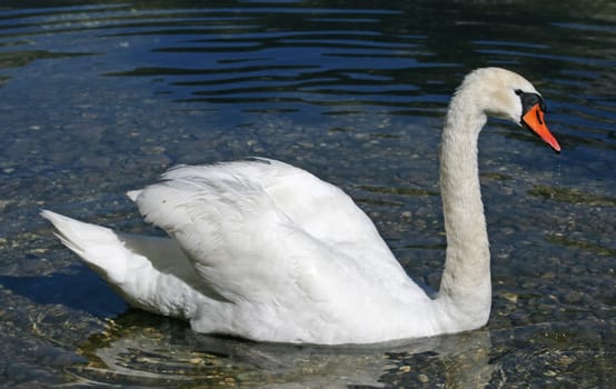Swan