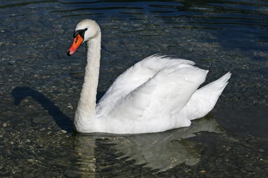 Swan