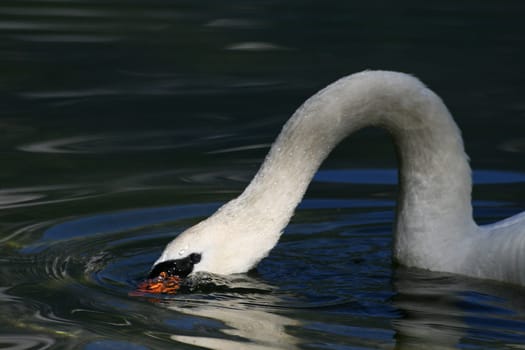 Swan