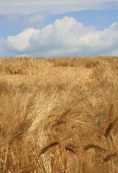 Grain field