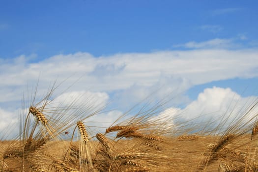 Grain field
