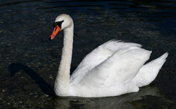 Swan