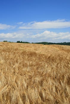 Grain field