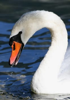 Swan